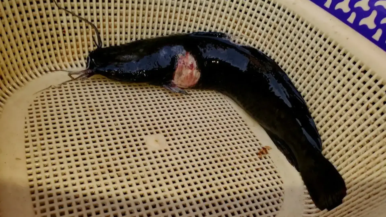 Catfish-Diseases