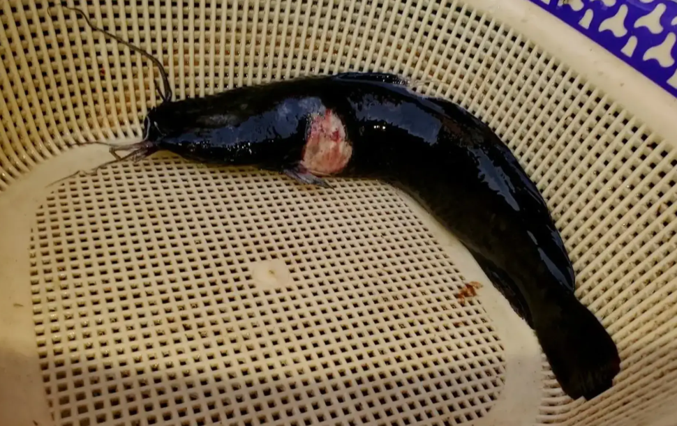 Catfish-Diseases